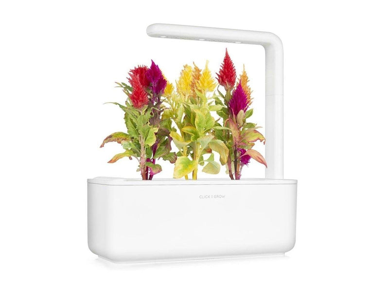 Click & Grow Click and Grow - Smart Garden Refill 3-pack Cockscomb