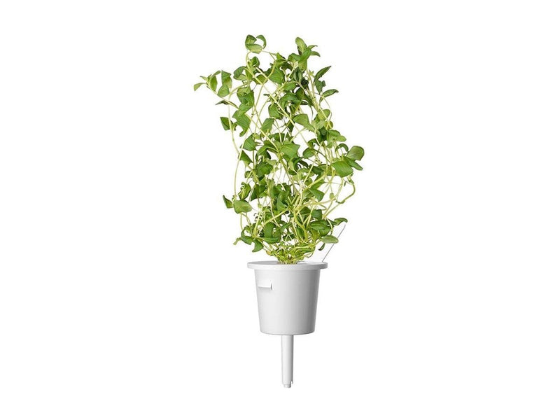 Click & Grow - Smart Garden Refill 3-pack Marjoram