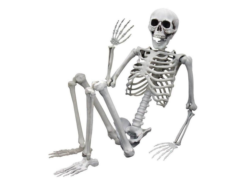 Mikamax Skelett – Realistisch – 170 cm – Halloween-Dekoration