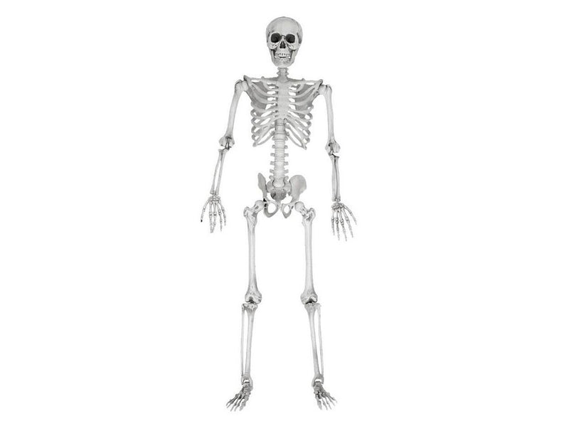 Mikamax Skelett – Realistisch – 170 cm – Halloween-Dekoration