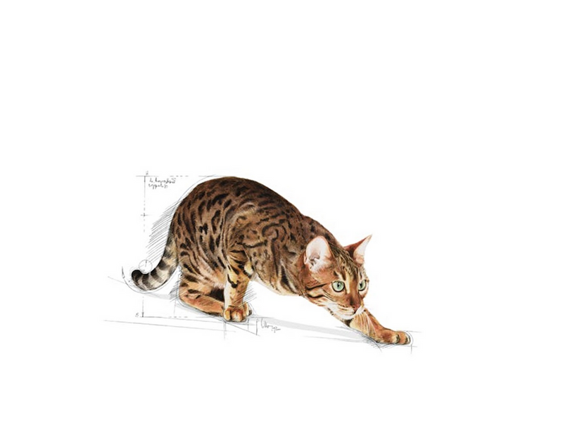 Royal Canin Outdoor Adult 2kg