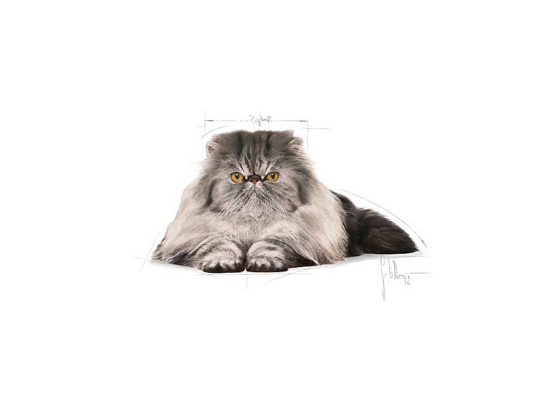 Royal Canin Persian Adult 4kg