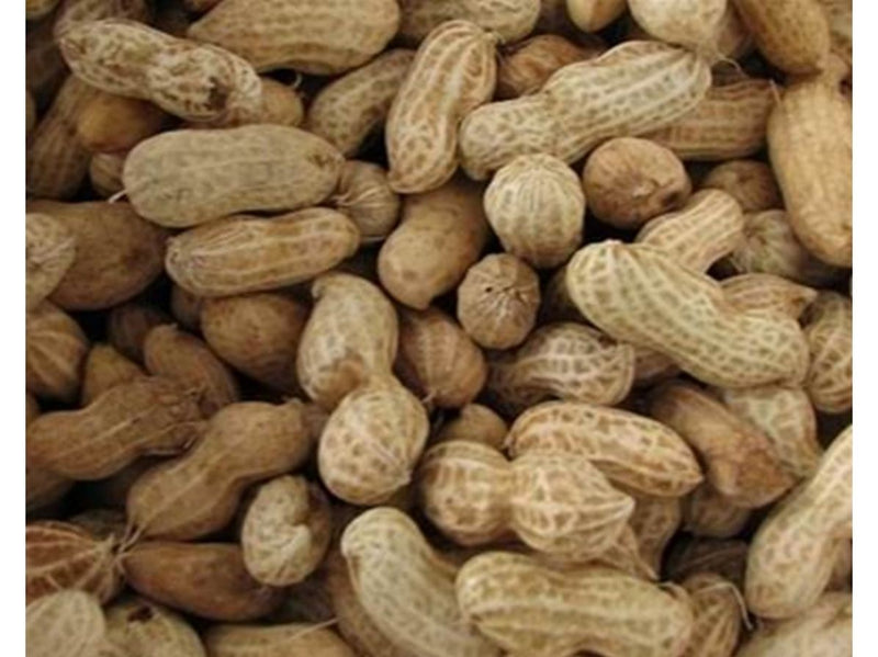 Hobby First Peanuts with shell 10 kg