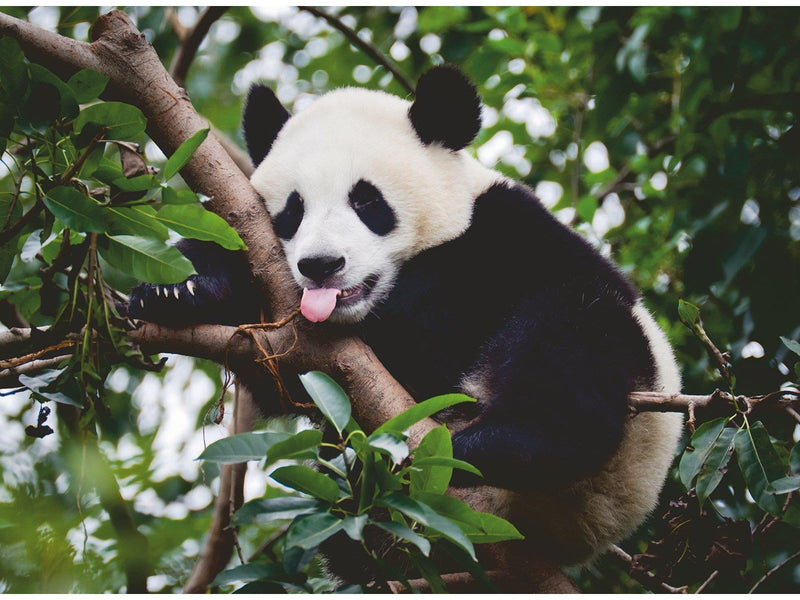 Ravensburger Panda Bear 500p