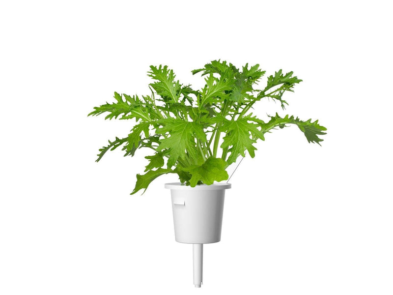 Click & Grow Click and Grow Smart Garden Refill 3-pack - Leaf Mustard Refill