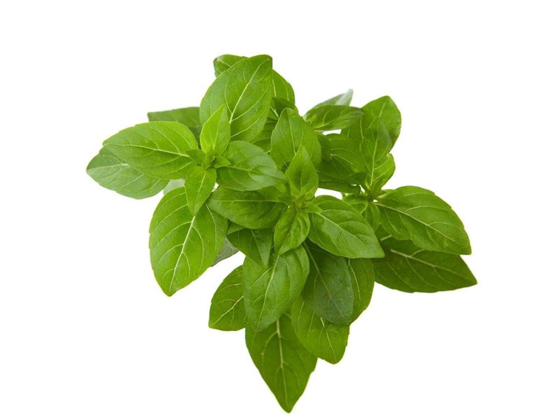 Click & Grow Click and Grow Smart Garden Refill 3-pack - Dwarf Basil