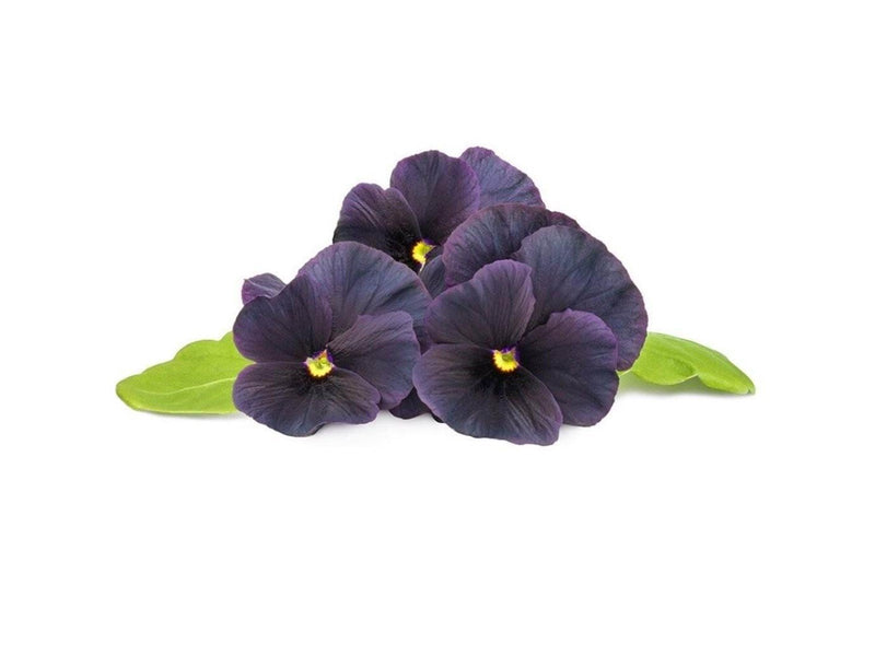 Click & Grow Click and Grow Smart Garden Refill 3-pack - Black Pansy
