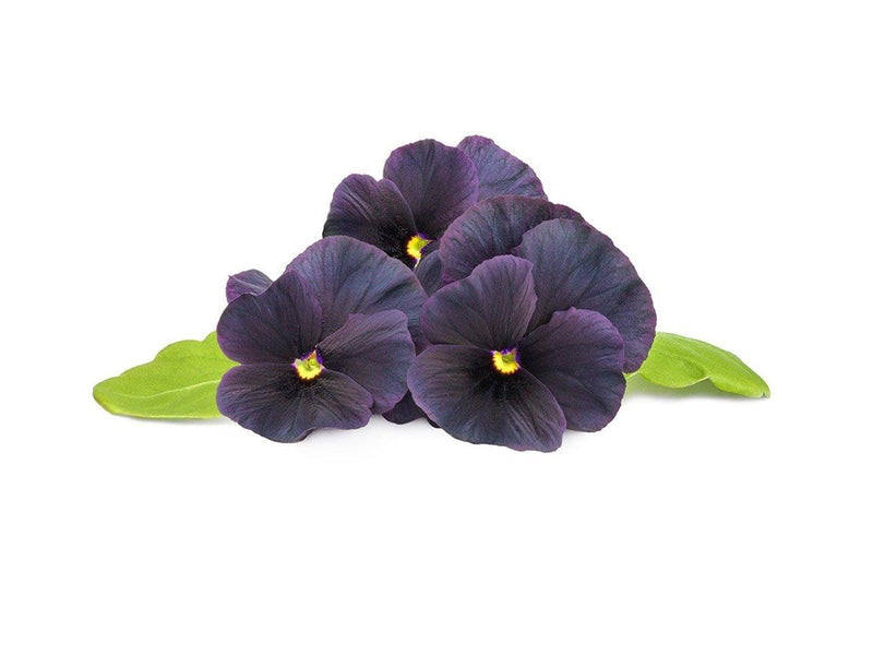 Click & Grow Click and Grow Smart Garden Refill 3-pack - Black Pansy