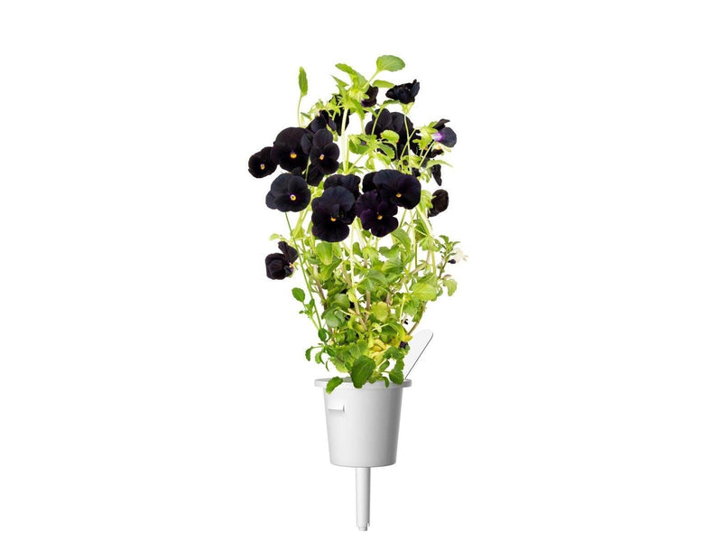 Click & Grow Click and Grow Smart Garden Refill 3-pack - Black Pansy