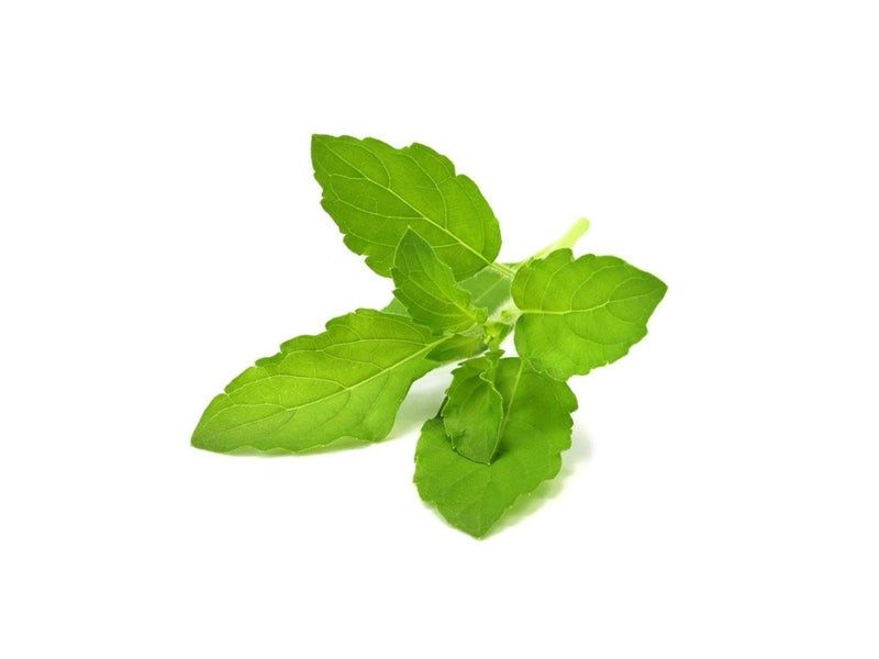 Click & Grow Click and Grow Smart Garden Refill 3-pack - Holy Basil