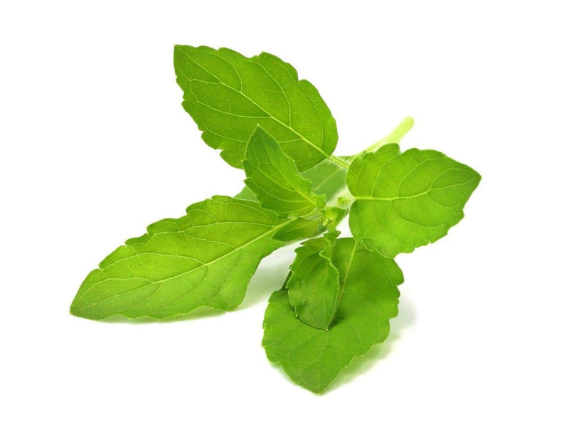 Click & Grow Click and Grow Smart Garden Refill 3-pack - Holy Basil