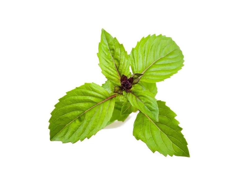 Click & Grow Click and Grow Smart Garden Refill 3-pack - Cinnamon Basil