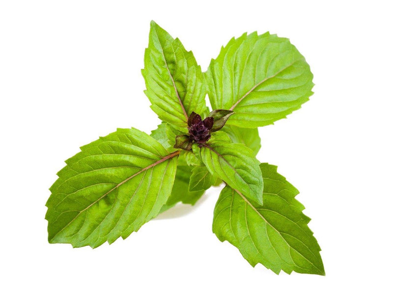 Click & Grow Click and Grow Smart Garden Refill 3-pack - Cinnamon Basil