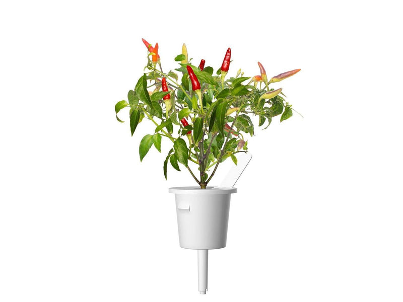 Click & Grow Click and Grow Smart Garden Refill 3-pack - Red Hot Chili Pepper