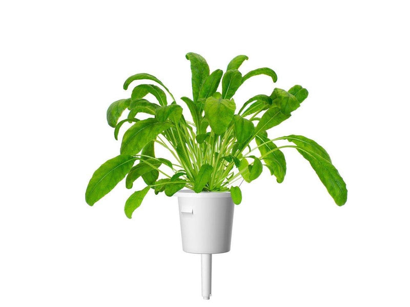 Click & Grow Click and Grow Smart Garden Refill 3-pack - Mibuna