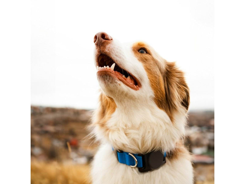 KeyBudz PawTag Pet Collar Mount for Airtag