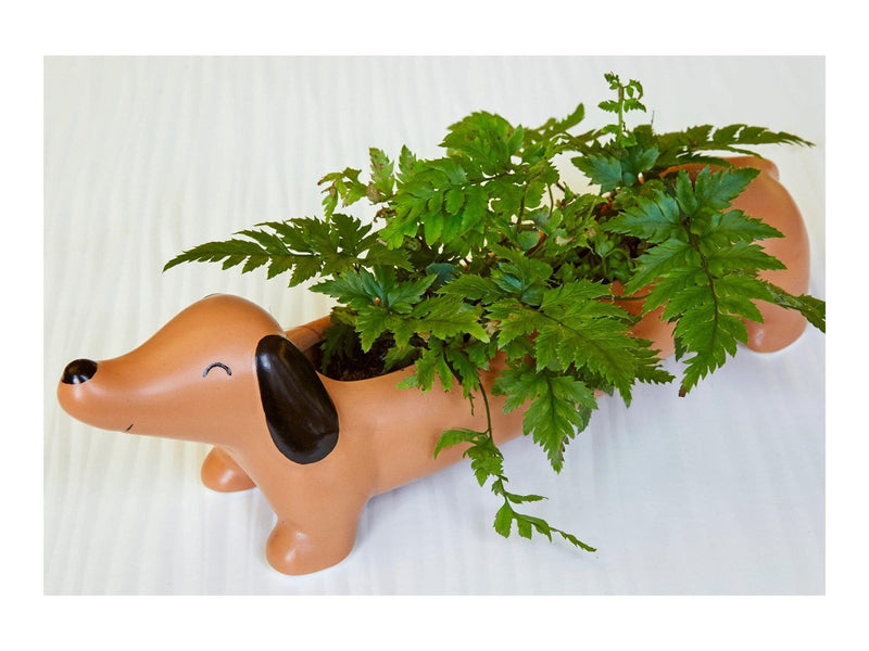 Kikkerland - Daisy The Dachshund Planter (PL17)