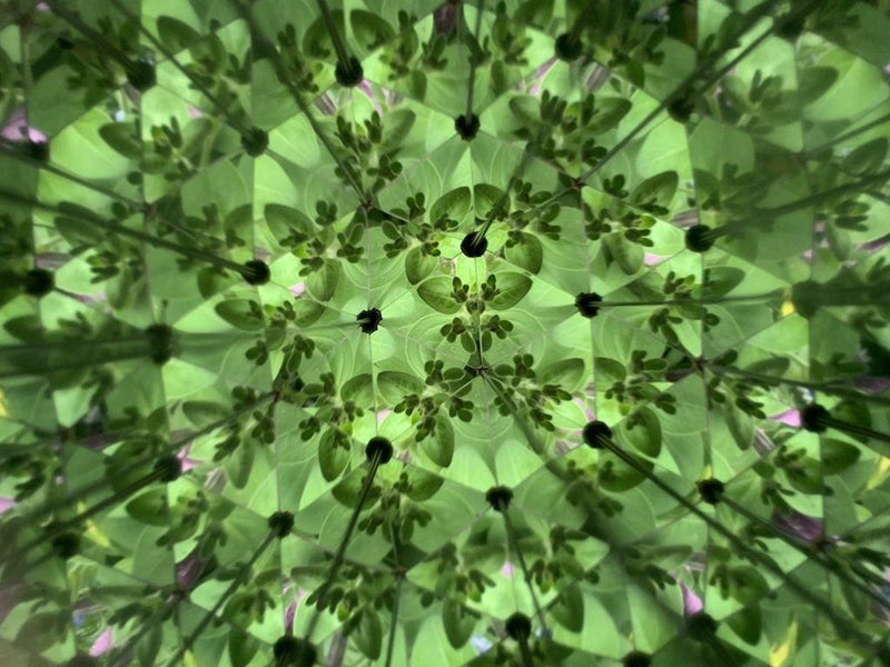 Kikkerland - Huckleberry Kaleidoscope (HB15)