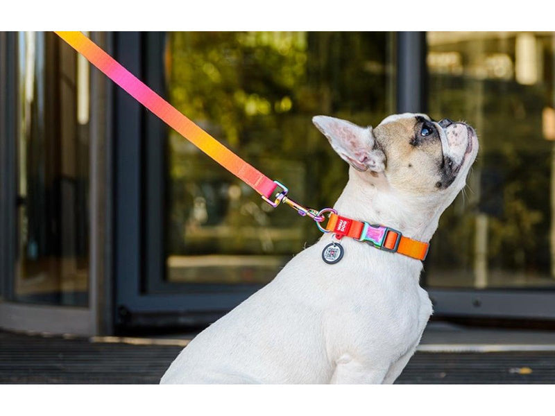 Waudog gradient nylon dog leash 20mm wide 122cm long orange