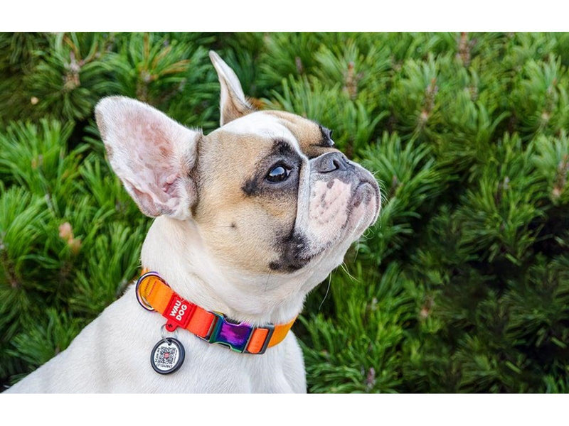 Waudog gradient nylon dog collar with QR code orange size L