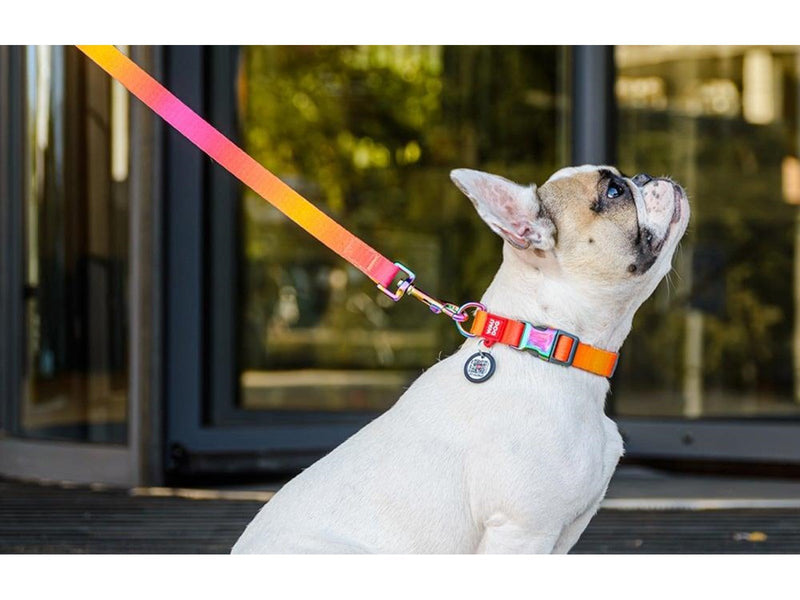 Waudog gradient nylon dog collar with QR code orange size L