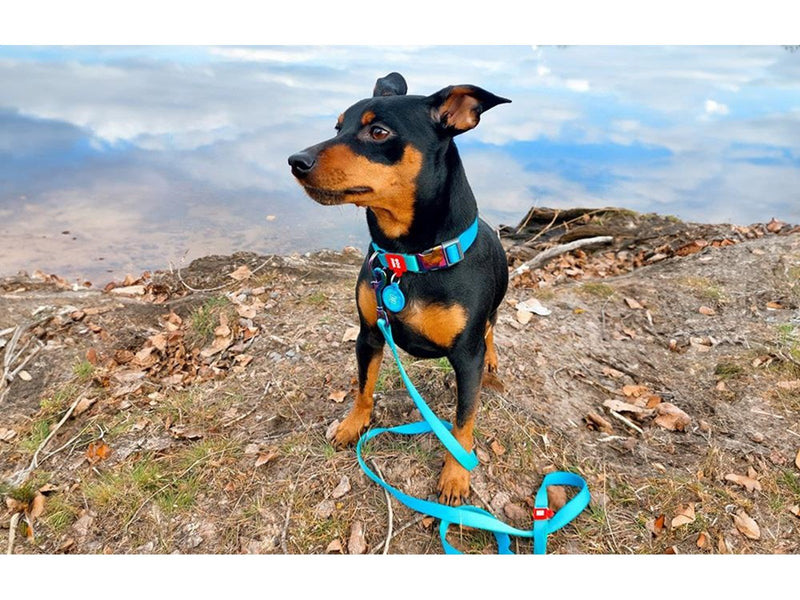 Waudog Nylon collar with QR code for gradient dog blue size XL