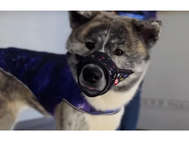 Waudog Dog muzzle "NASA" size S