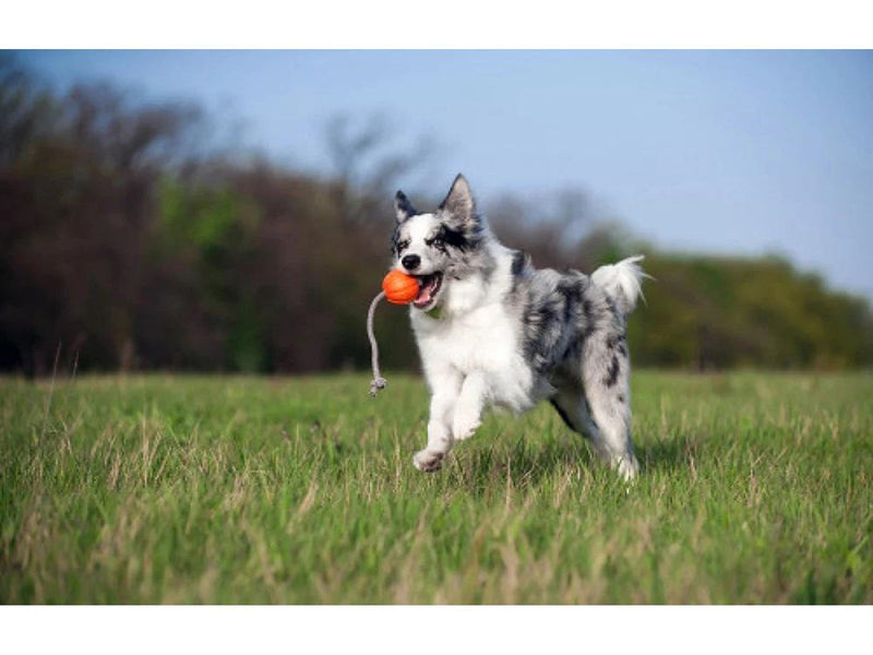 Waudog Ball on a rope for small and medium dogs Liker Cord 7