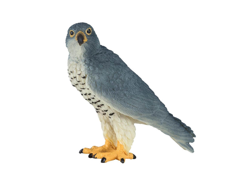 Mojo - Wildlife Peregrine Falcon - 381056