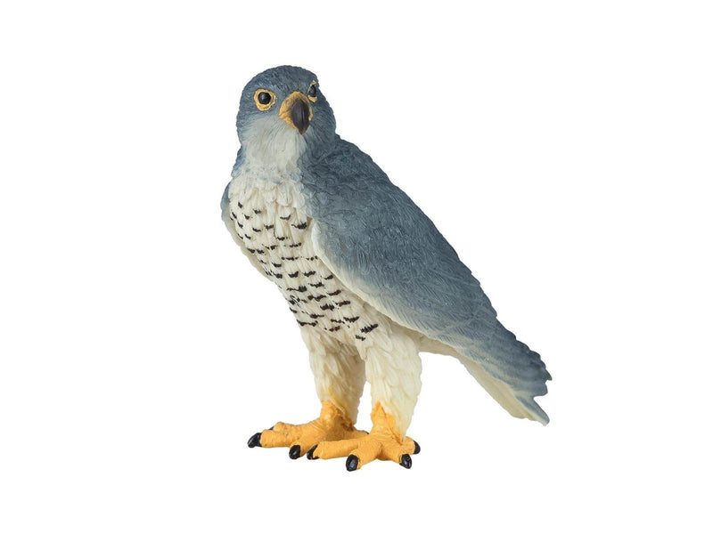 Mojo - Wildlife Peregrine Falcon - 381056