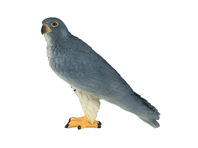Mojo - Wildlife Peregrine Falcon - 381056