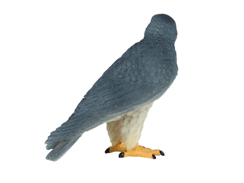 Mojo - Wildlife Peregrine Falcon - 381056