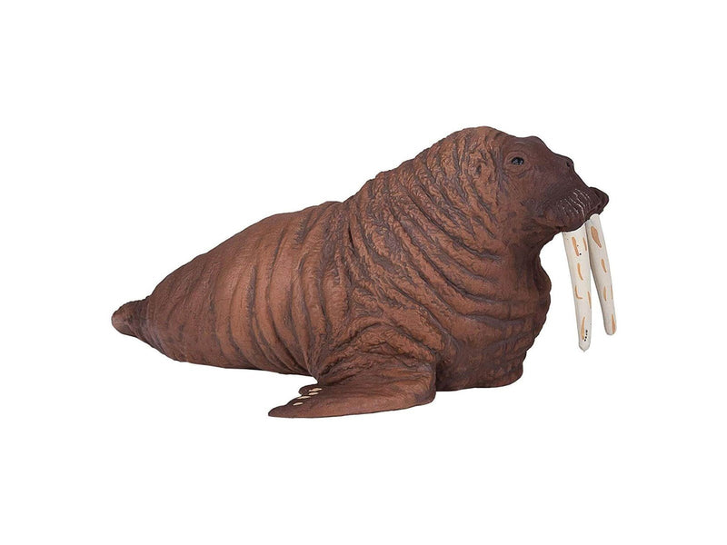 Mojo - Sealife Walrus