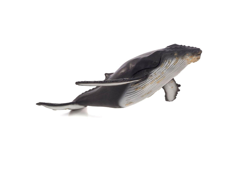 Mojo - Sealife Humpback Whale Large