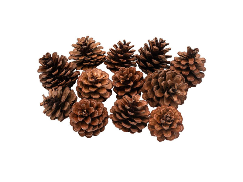 Colorations - Pine Cones 12pcs.