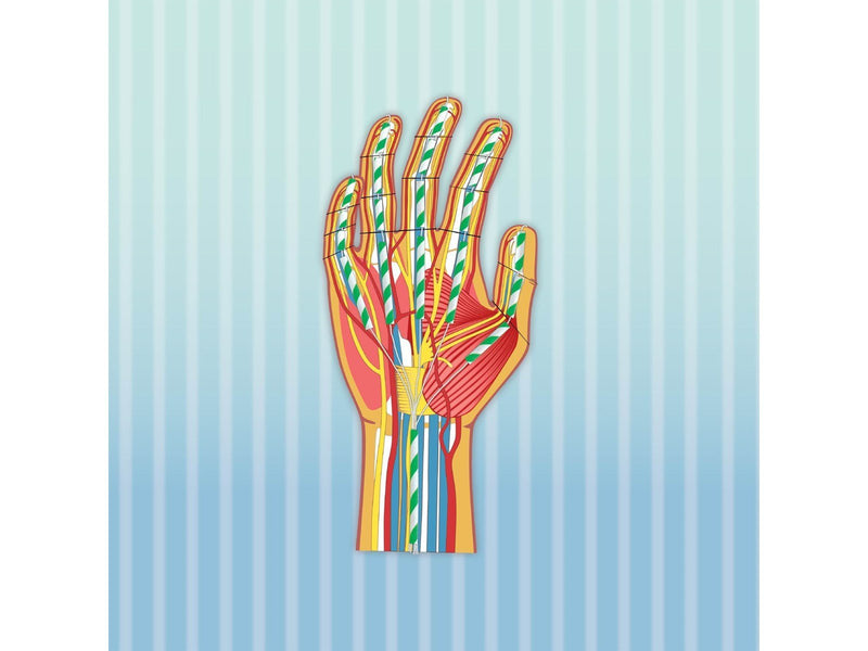 Science4you Human Body