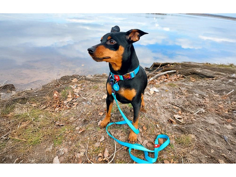Waudog Nylon dog collar with QR code 15 mm wide 25-35 cm long blue