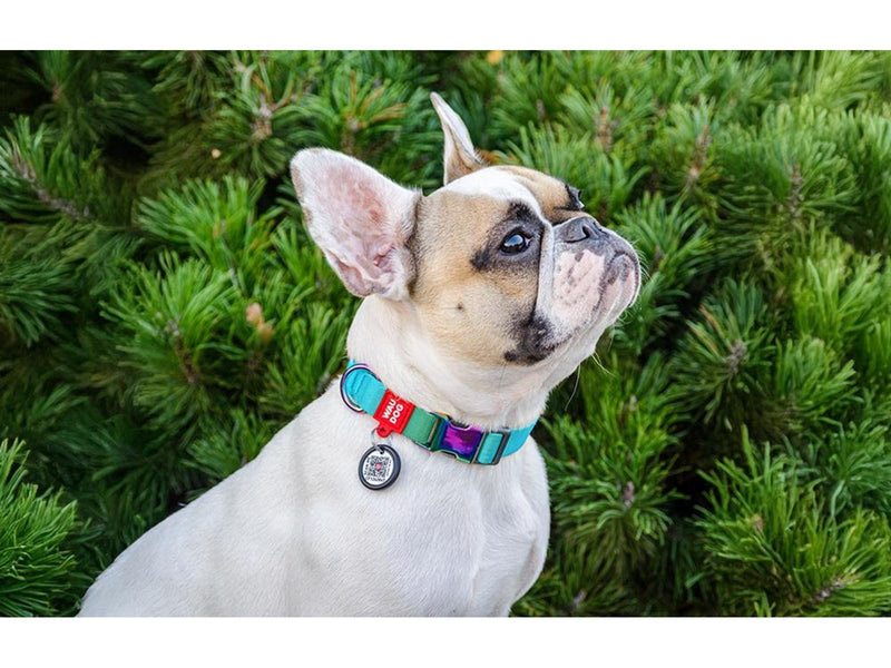 Waudog Nylon dog collar with QR code 15 mm wide 25-35 cm long blue