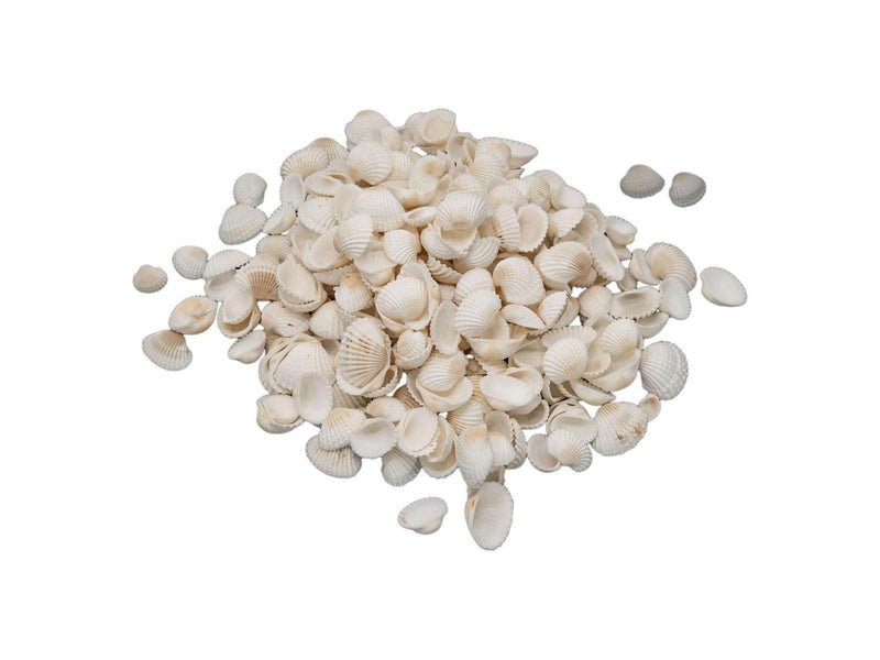 Colorations - Small Ark Shells 500 grams