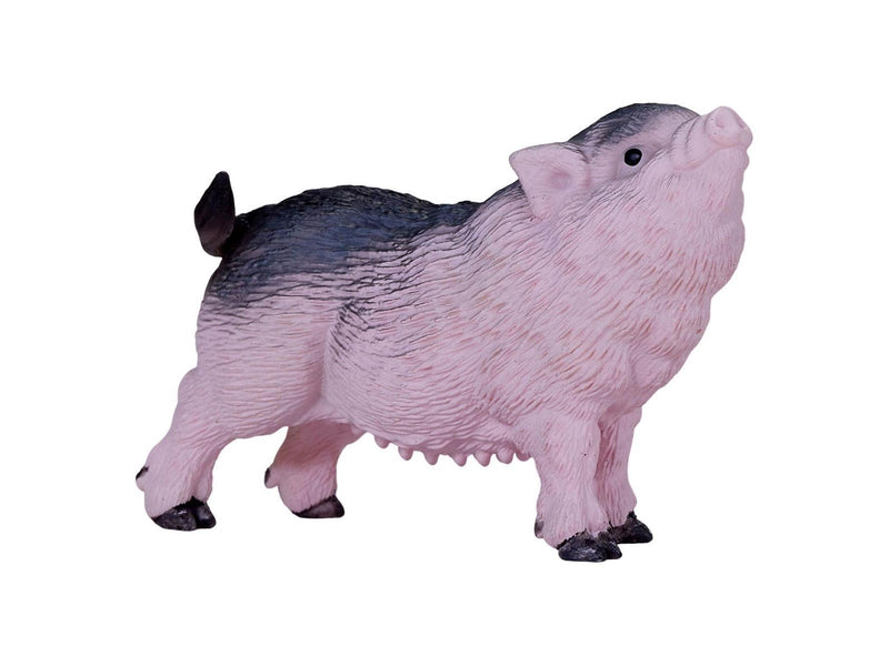 Mojo - Farmland Pot-bellied Piglet