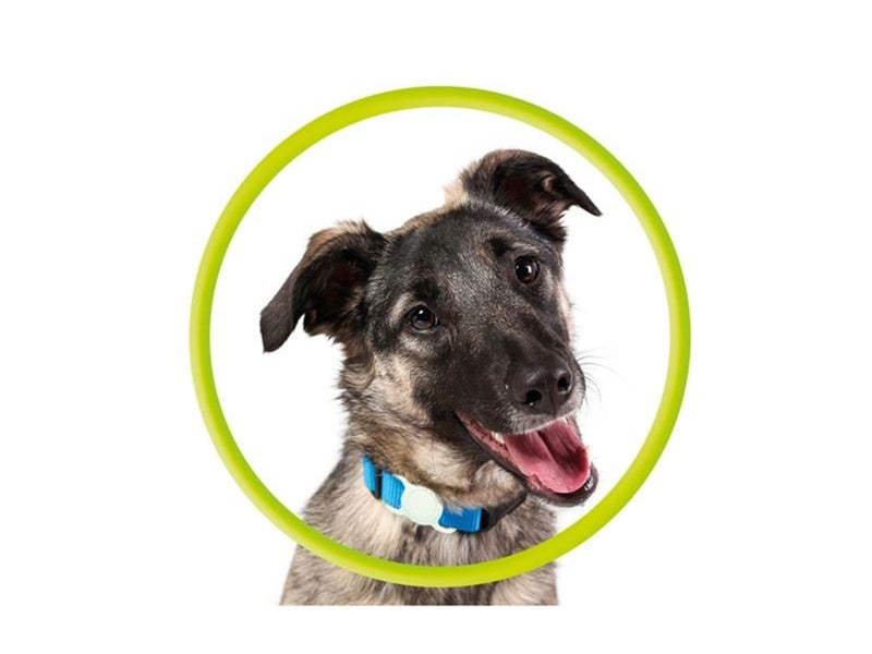 Mobile Origin AirTag Pet Collar - Luminous Green