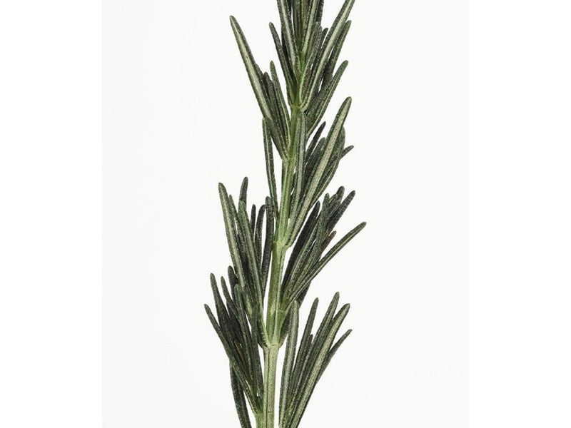 Aromatica Rosemary Hair Thickening Conditioner 400ml