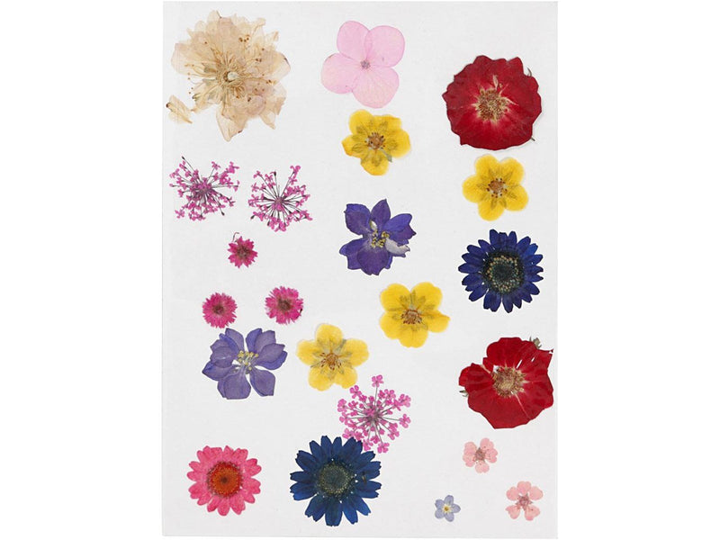 Creativ Company - Dried Flowers and Leaves Various Colors