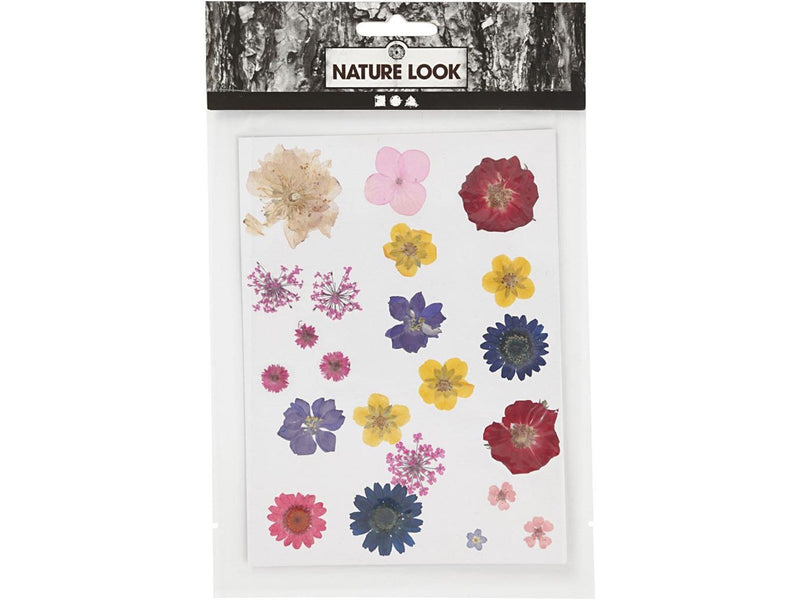 Creativ Company - Dried Flowers and Leaves Various Colors