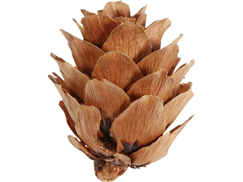 Creativ Company - Larch cones 12 pcs.
