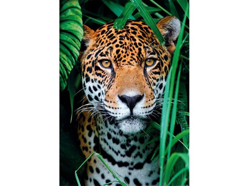 Clementoni Jaguar in the Jungle (500)