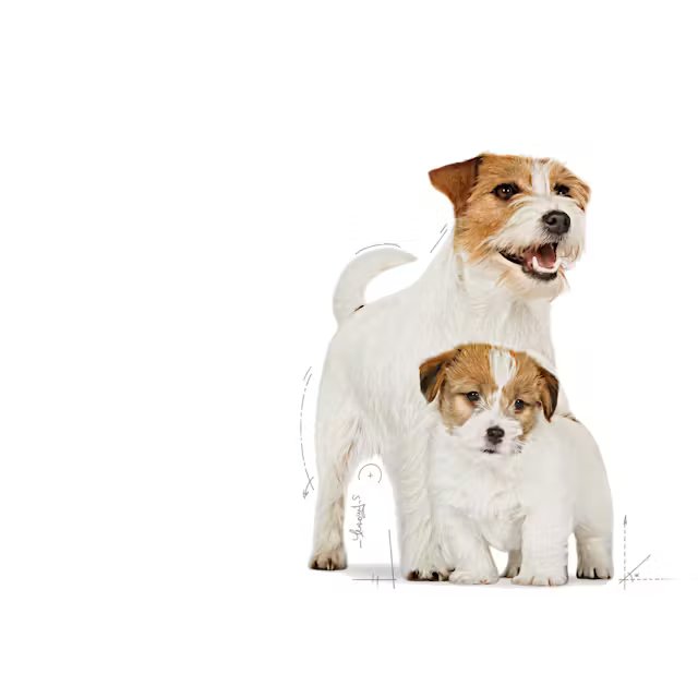 Royal Canin Mini Starter Mother & Babydog 1kg
