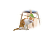 AFP All For Paws - Groomer 2 In 1 20.3X11X2.2Cm - (781.1025)