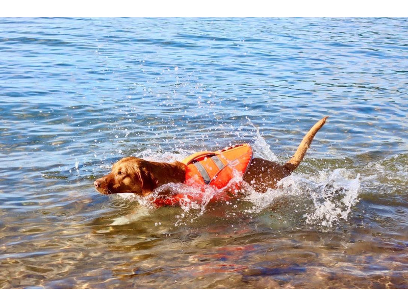 Active Canis Schwimmweste L <35 kg