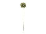 Bloomingville Allium